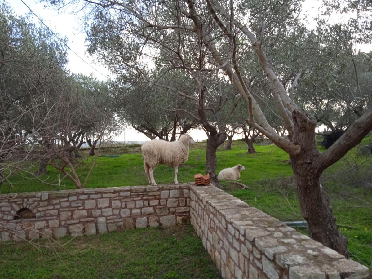 Ktima Tzamika Apartment Episkopi (Rethymno)