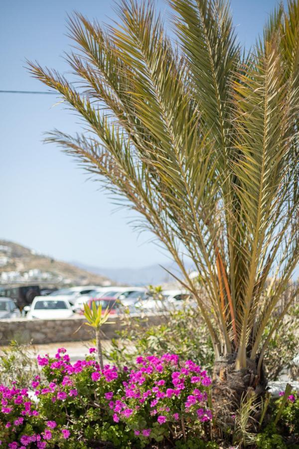 Eleftheria & * Ornos (Mykonos)