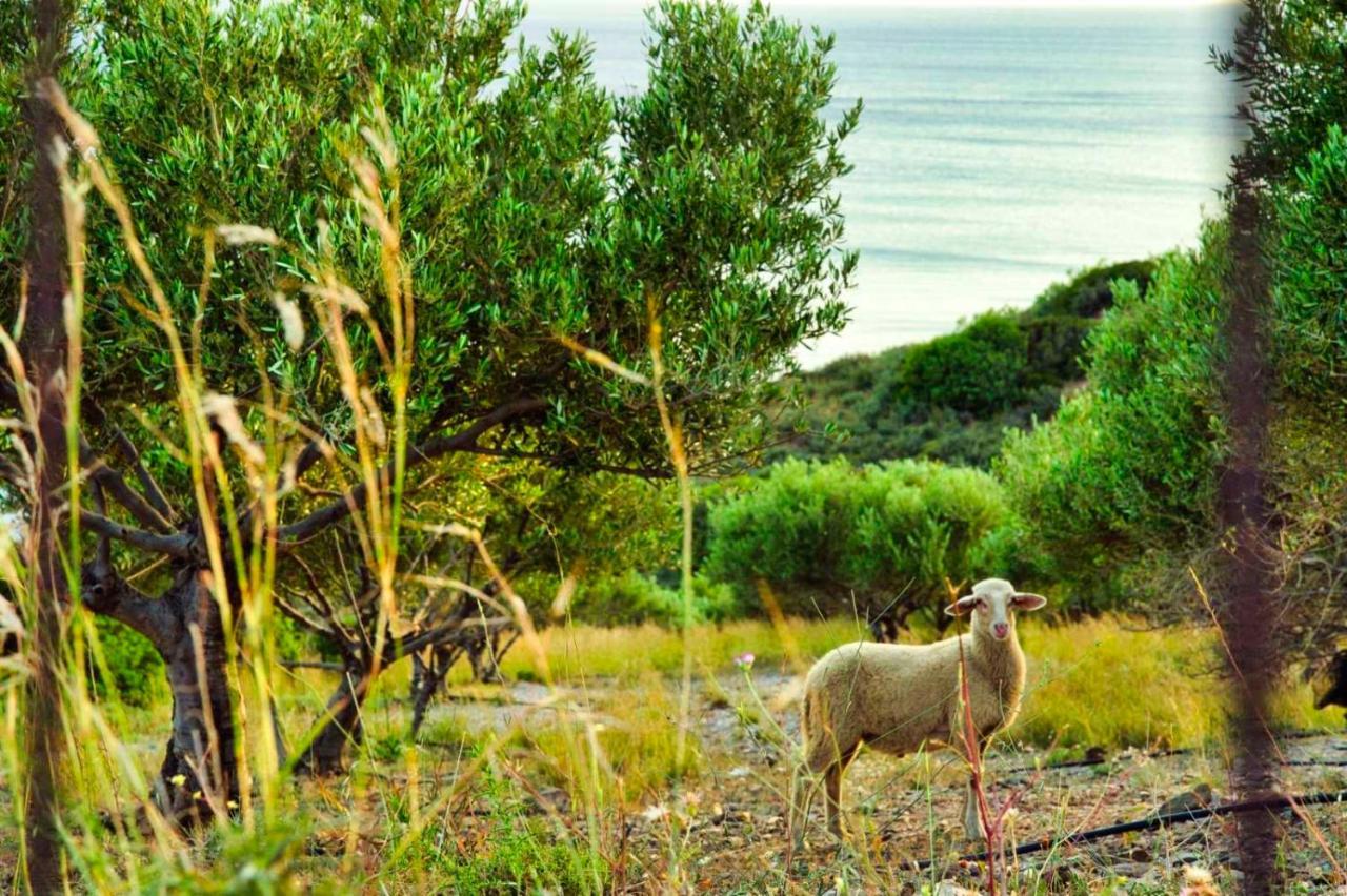 Panstel In Kerames Rethymno Campsite *