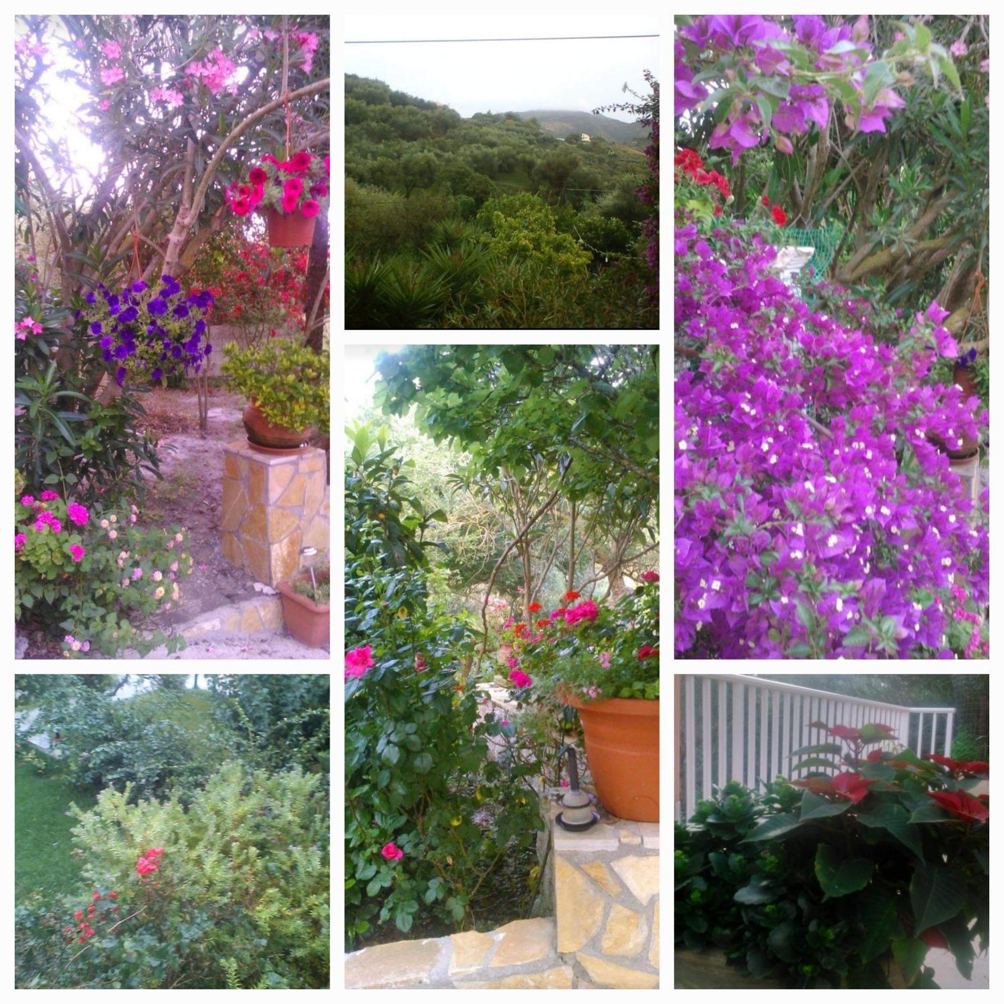 Rosemary *