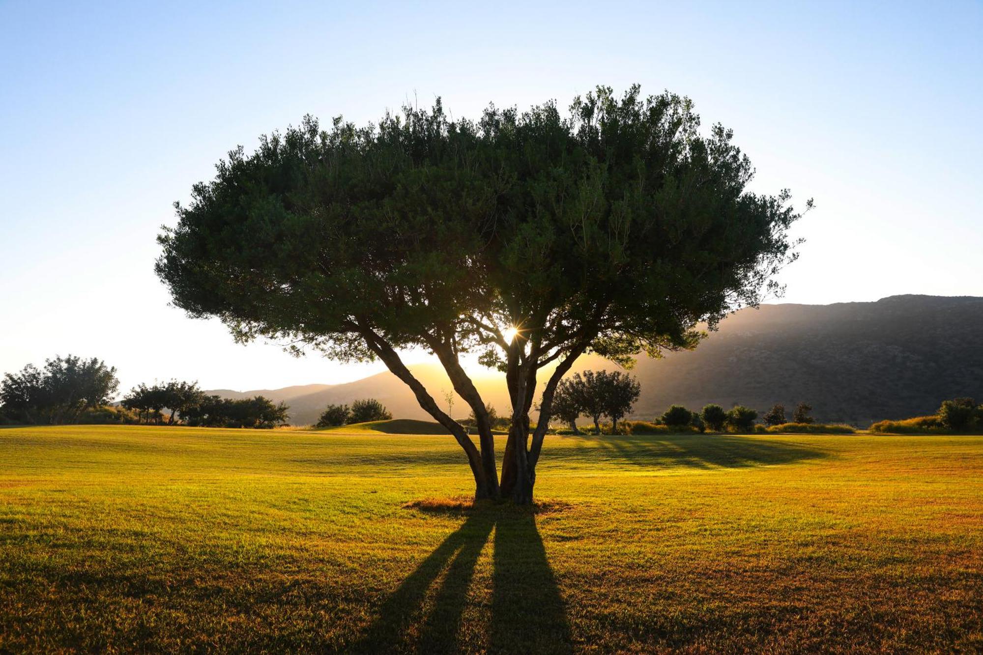 Hotel Palmera & - Adults Only Hersonissos (Crete)