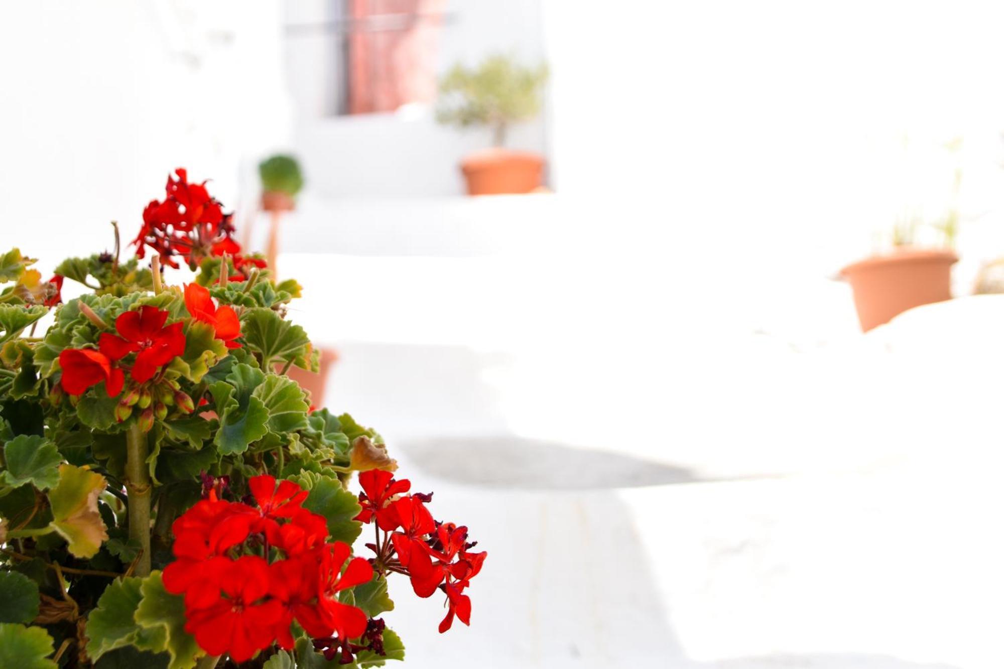Maria's House - Chamezi Holiday home Sitia (Crete)