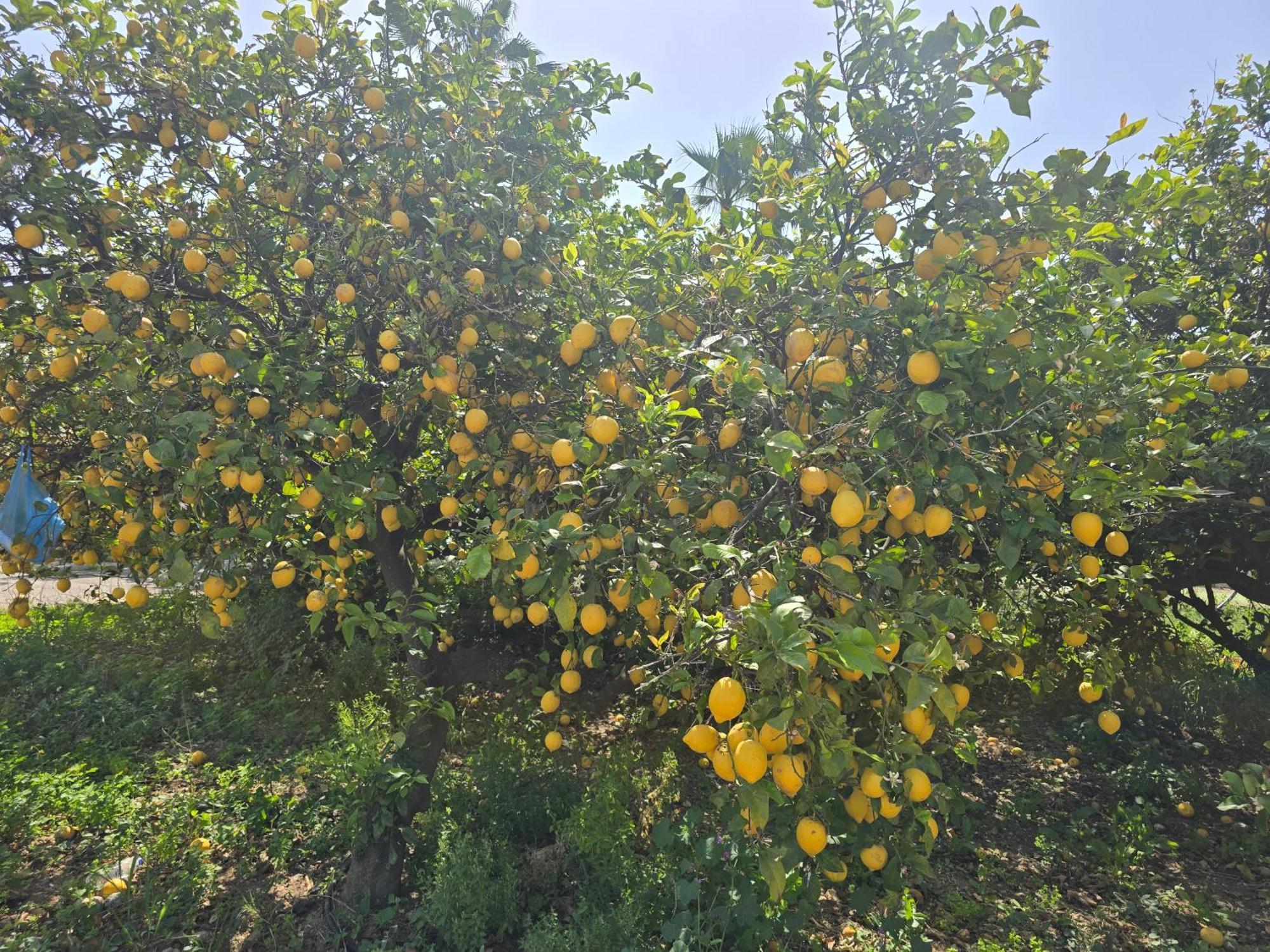 Ilios K Village Tigkaki (Kos)