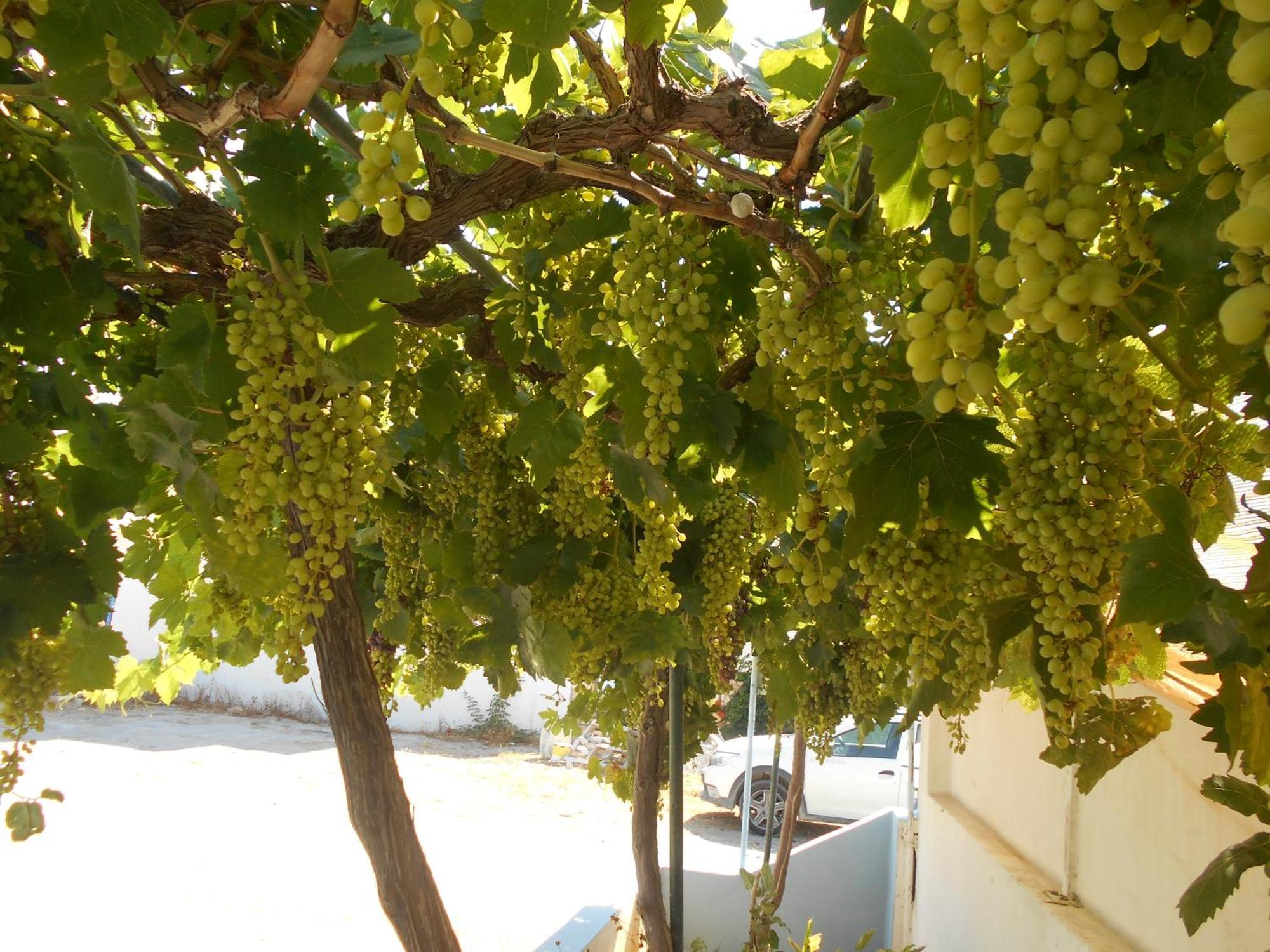 Garifalia Kalamaki (Heraklion)