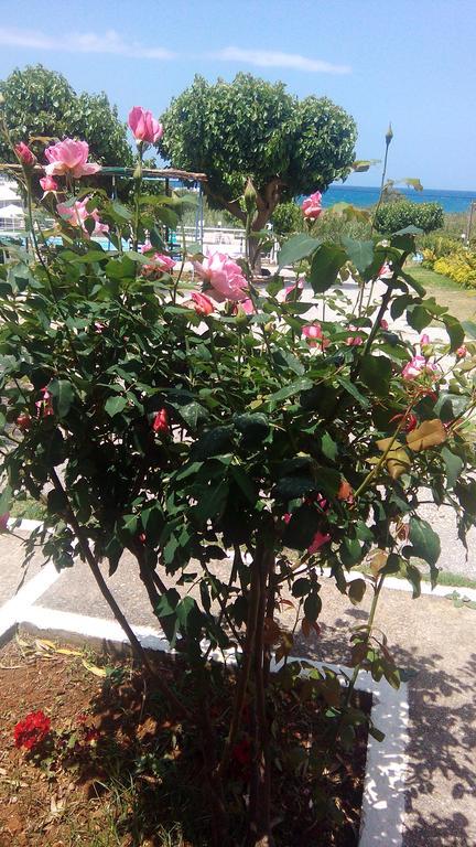 Andy's Gardens Gerani (Chania)