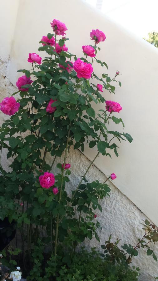 Rose Garden Guest house 3*