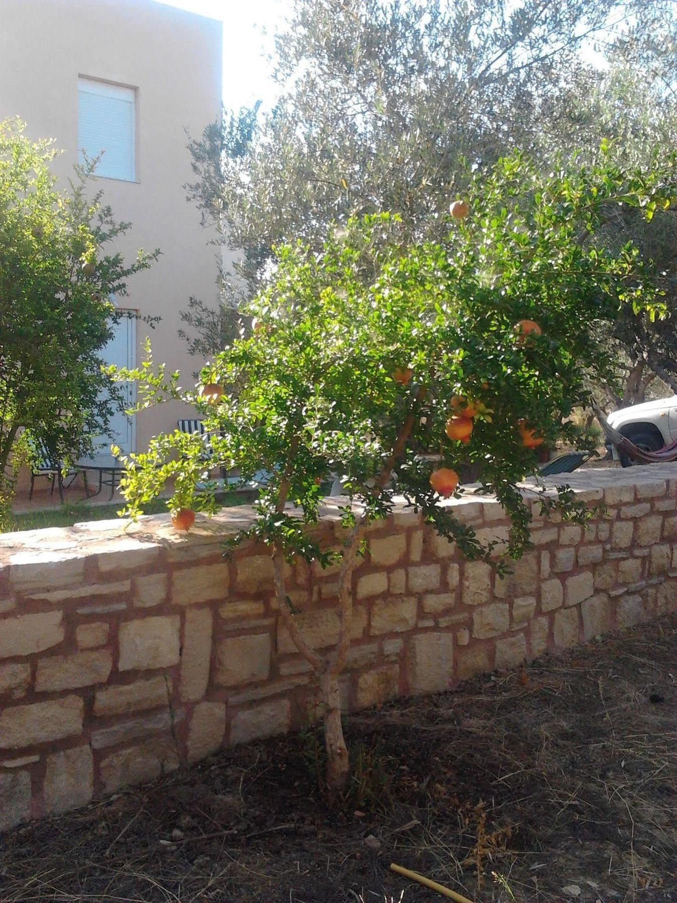 Apartment Ktima Tzamika