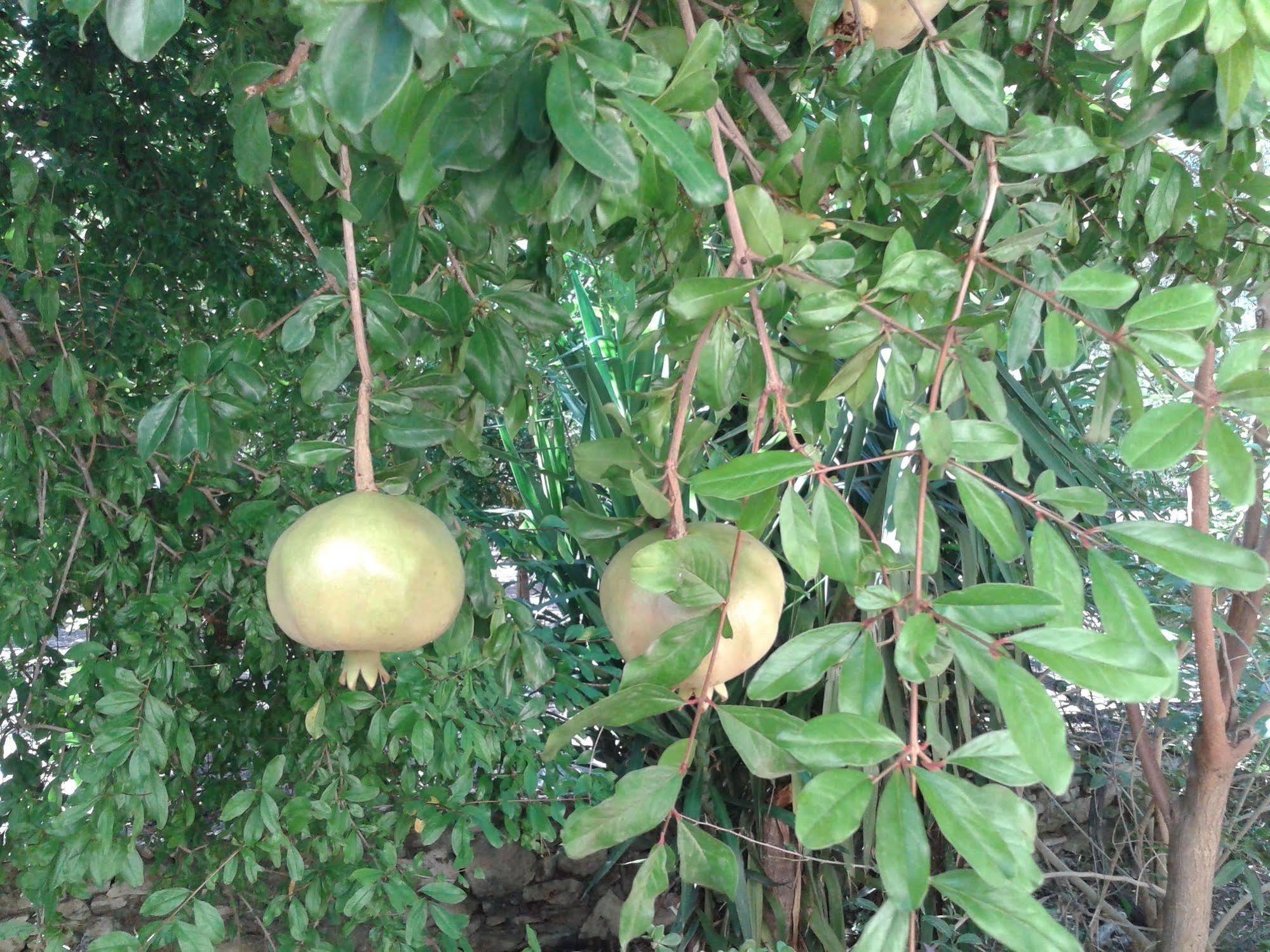 Ktima Tzamika *