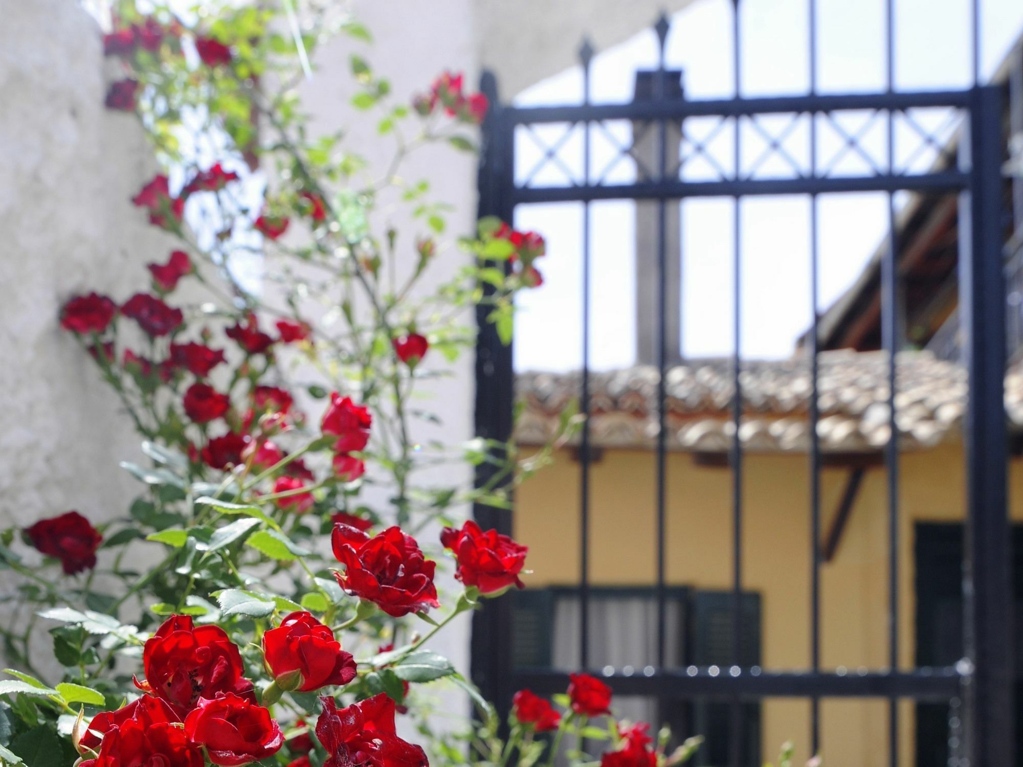 Traditional On The Hillside Of Antiperni * Sidari (Corfu)
