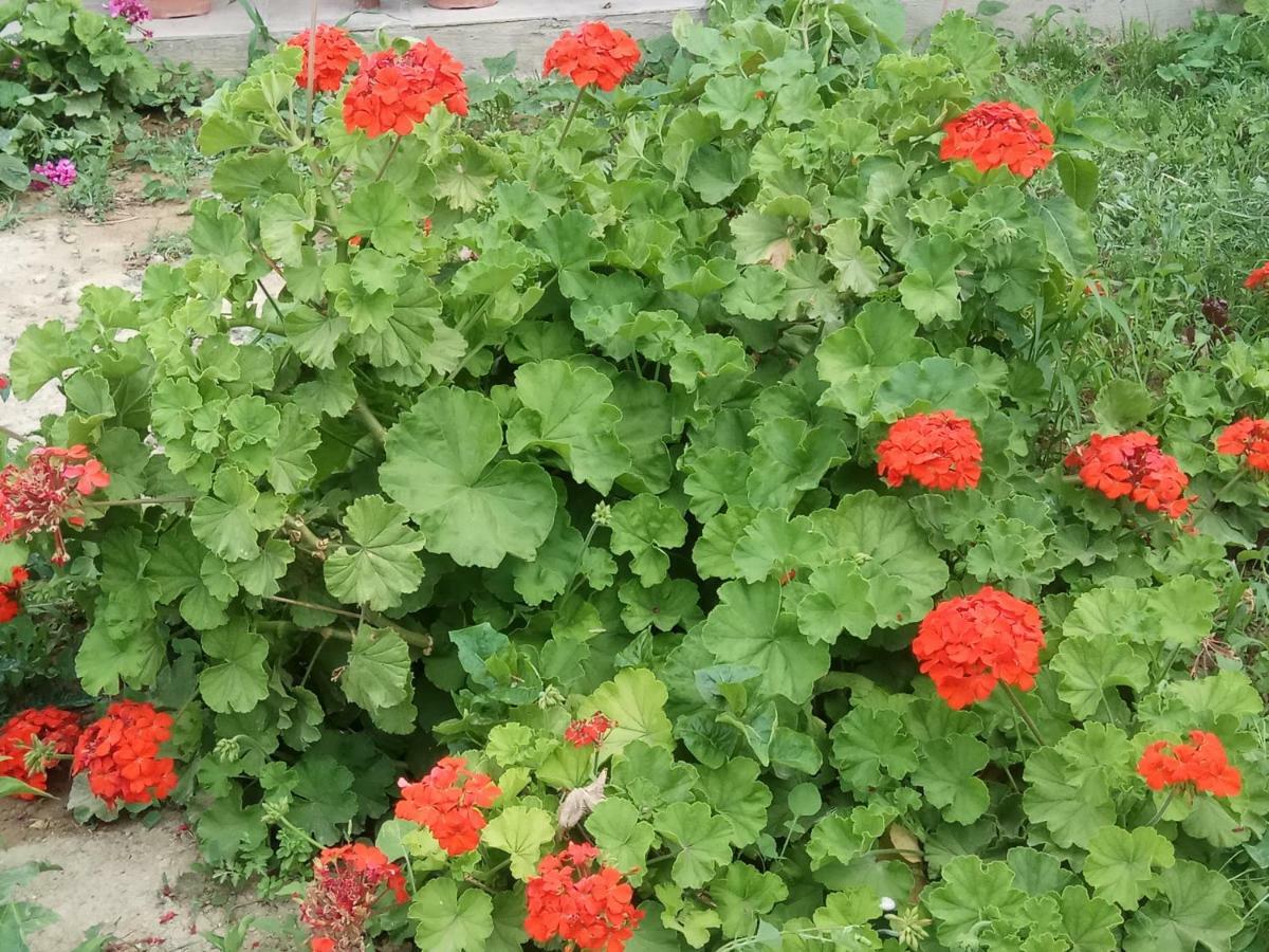 Gramvousa's Filoxenia *