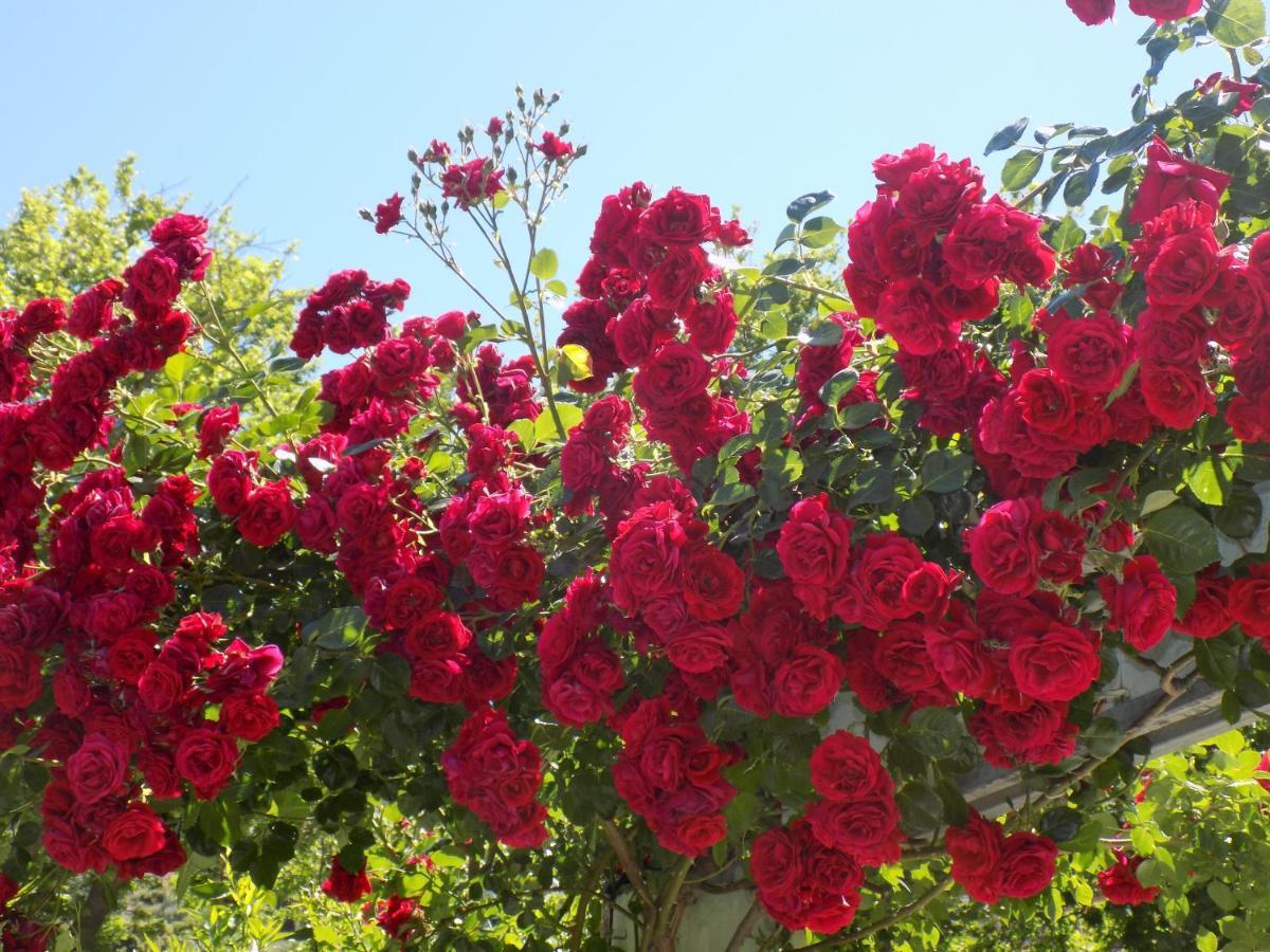 Des Roses Hotel 2* Platanias (Thessaly)