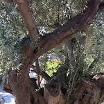 Kalivi Traditional Olive Farm Guest House