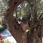 Kalivi Traditional Olive Farm Guest House