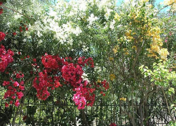 Olive Tree Cottages