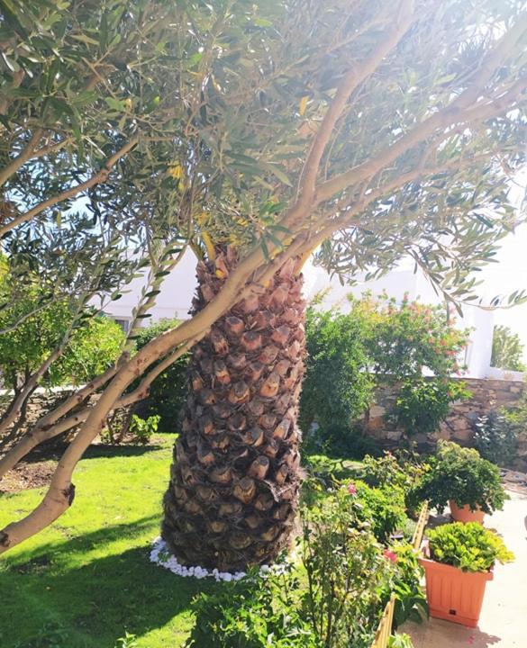 George's Place Sifnos - *