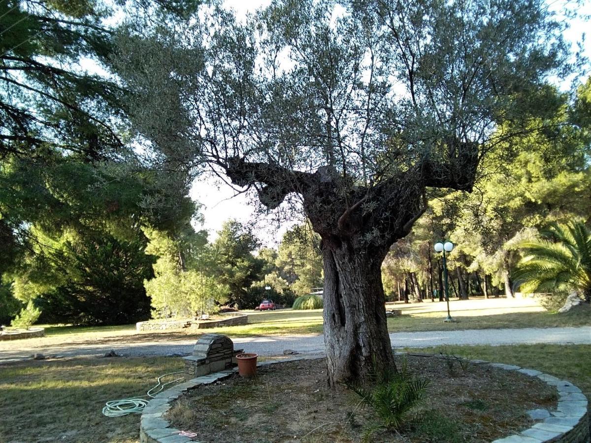 Apartment Skiourakia Metamorfosi (Sithonia)