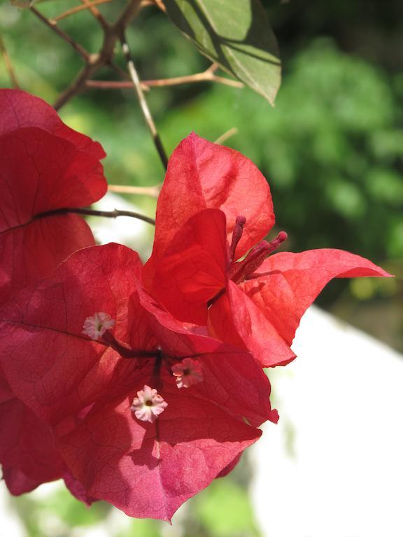 Angelina * Parikia (Paros)