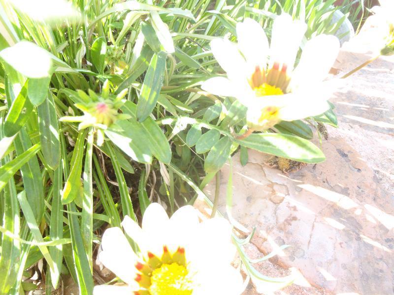 Chios Xenia & * Paralia Agias Foteinis