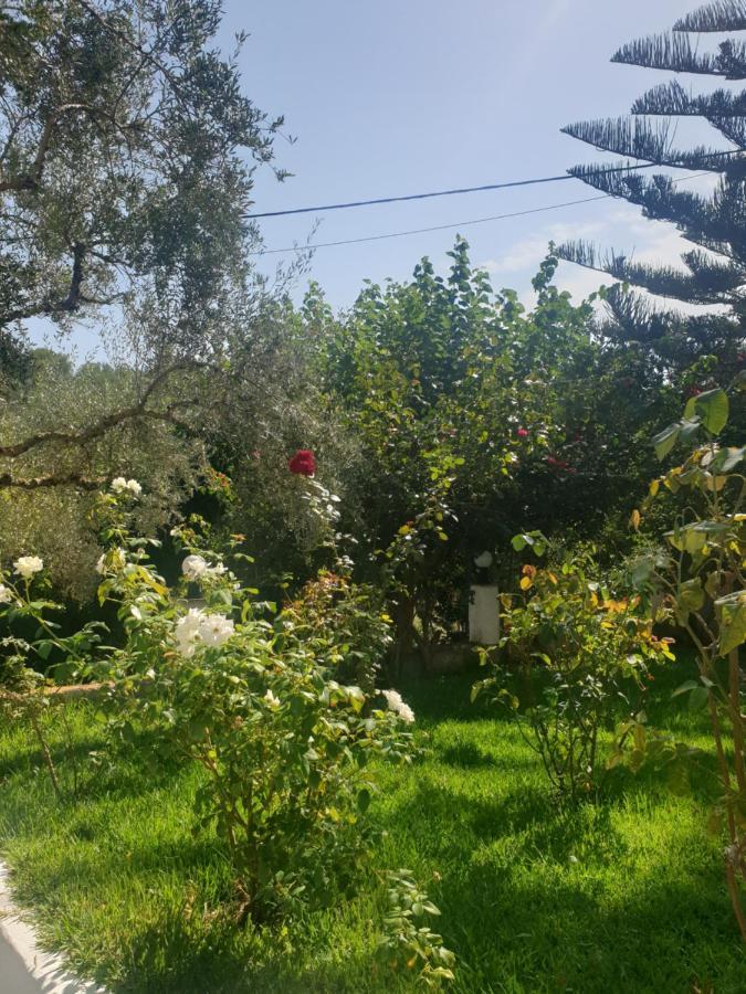 Aktipis Studios Argassi