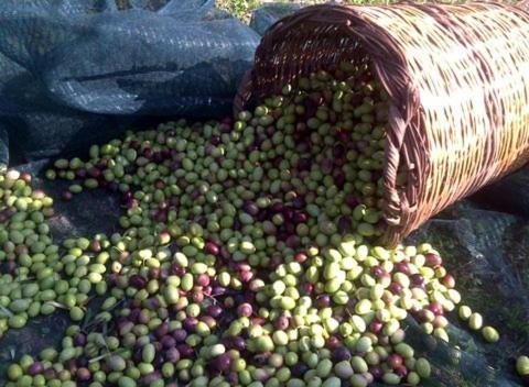 Kalivi Traditional Olive Farm
