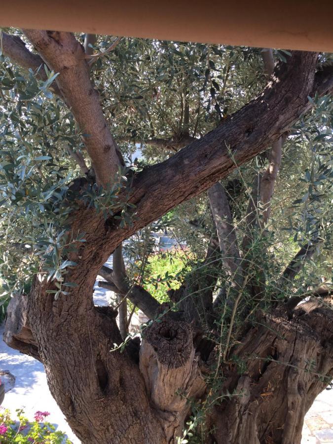 Kalivi Traditional Olive Farm Mytilinioi