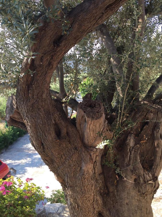 Kalivi Traditional Olive Farm *