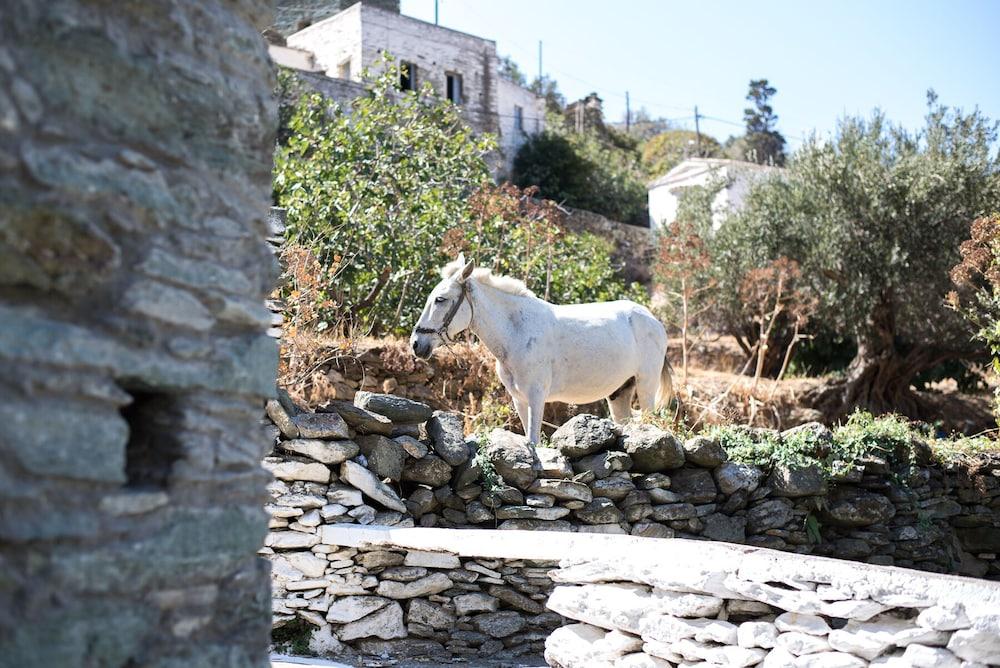 Andros Maisonettes * Agios Petros (Andros)