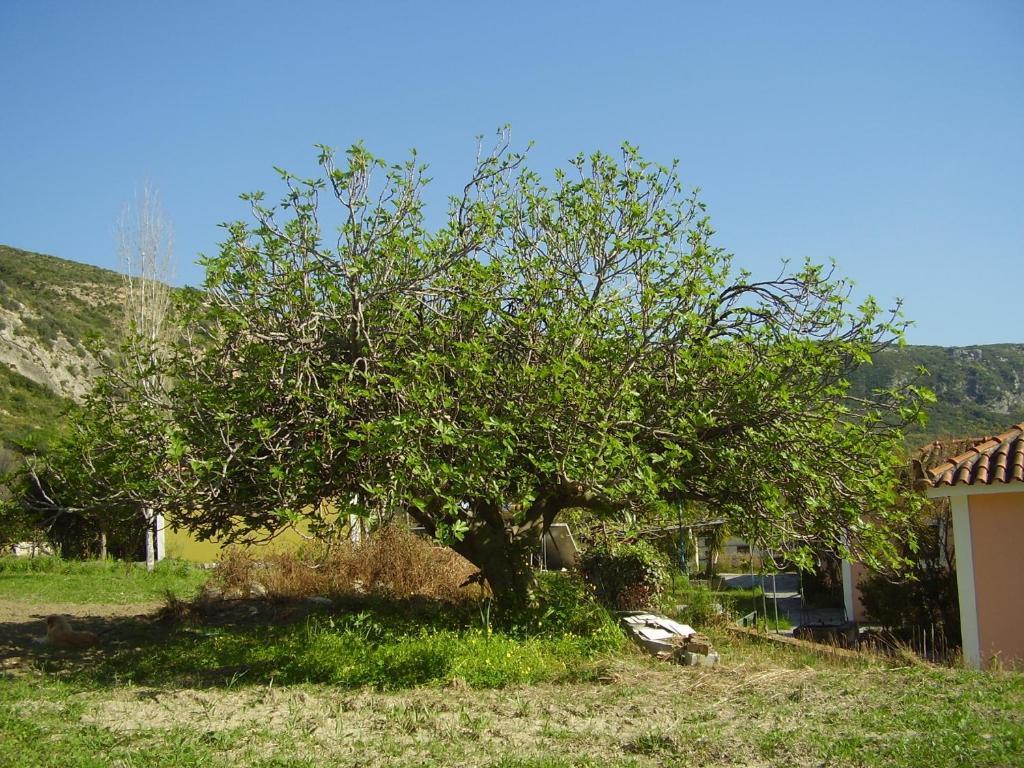 Pantelios Village Apartment Katelios