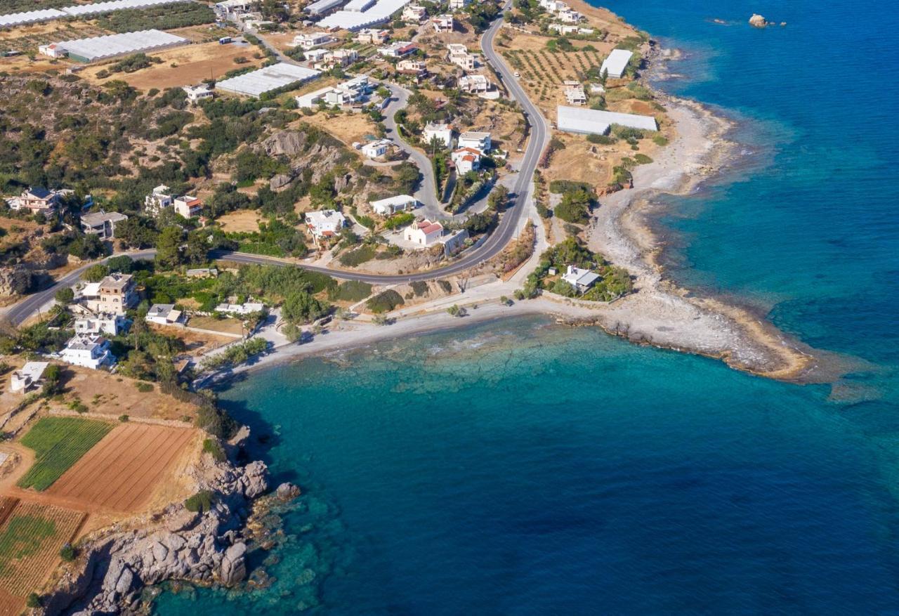 Pancratium #4 Seaside * Achlia