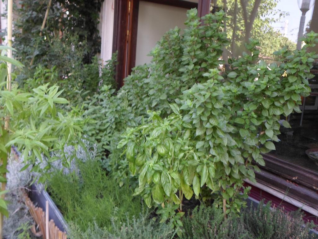 Guest house Piatsa Michalis *