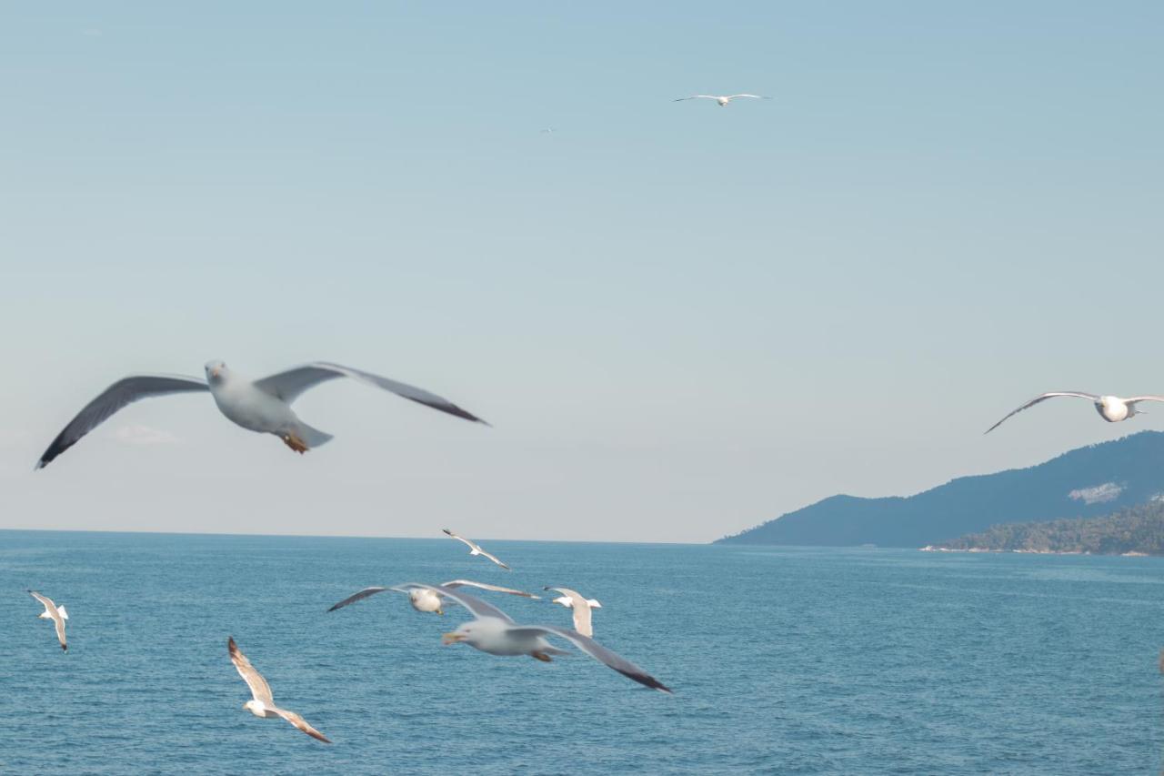 Amaya Pine Guest house Panagia (Thasos)