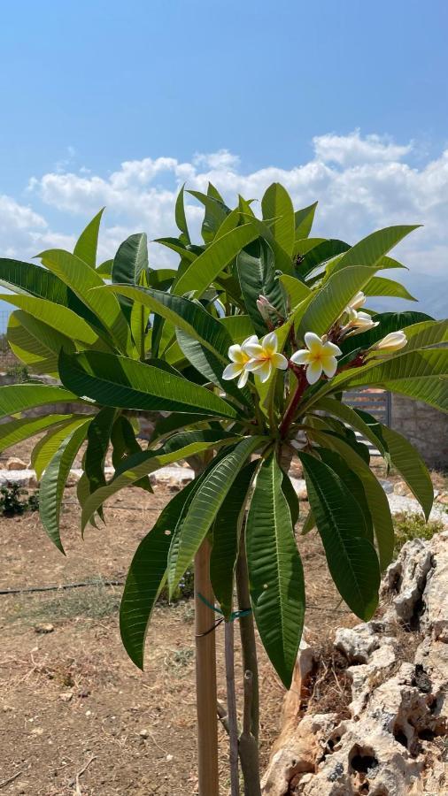 Holiday home Stunning Mountain And Sea View Eleni In *