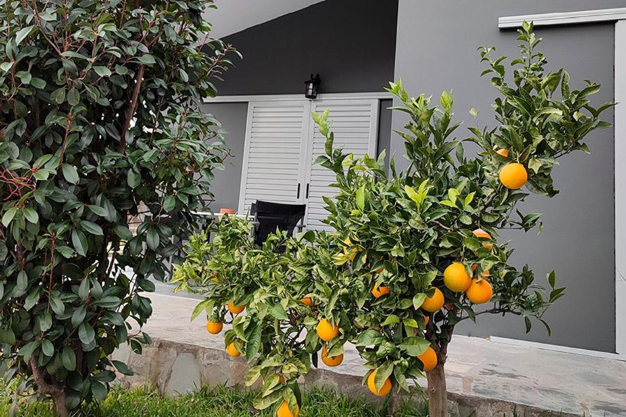 Socrates Organic Village - Wild Olive Missolonghi