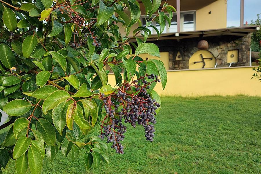 Socrates Organic Village - Wild Olive Apartment Missolonghi