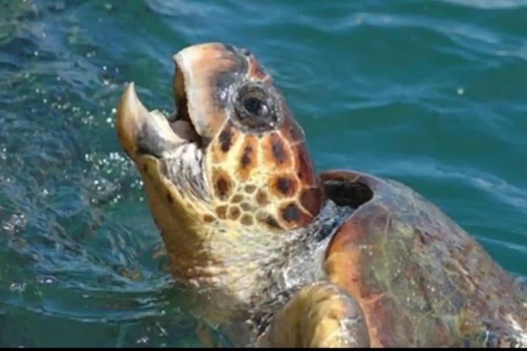 Turtle Bay *