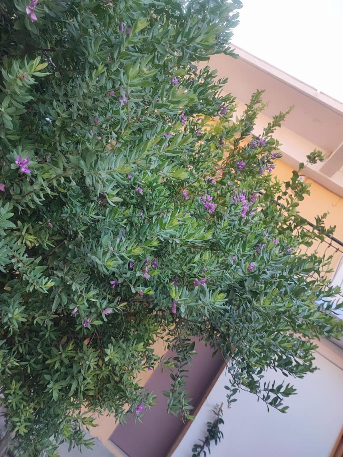 Apartment Myrtia Symi