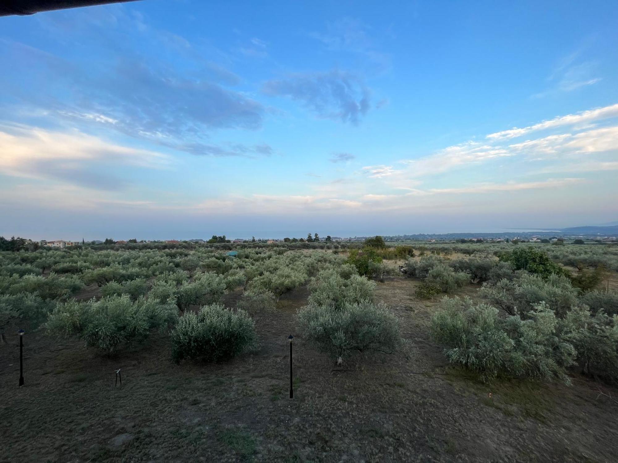 Mavitaplace Olympos Olive Holiday home