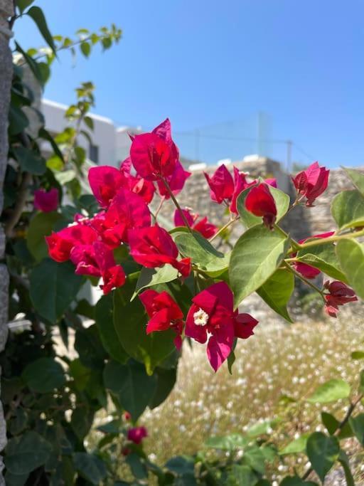 Dream 2, ολόκληρος χώρος με πισίνα * Parikia (Paros)