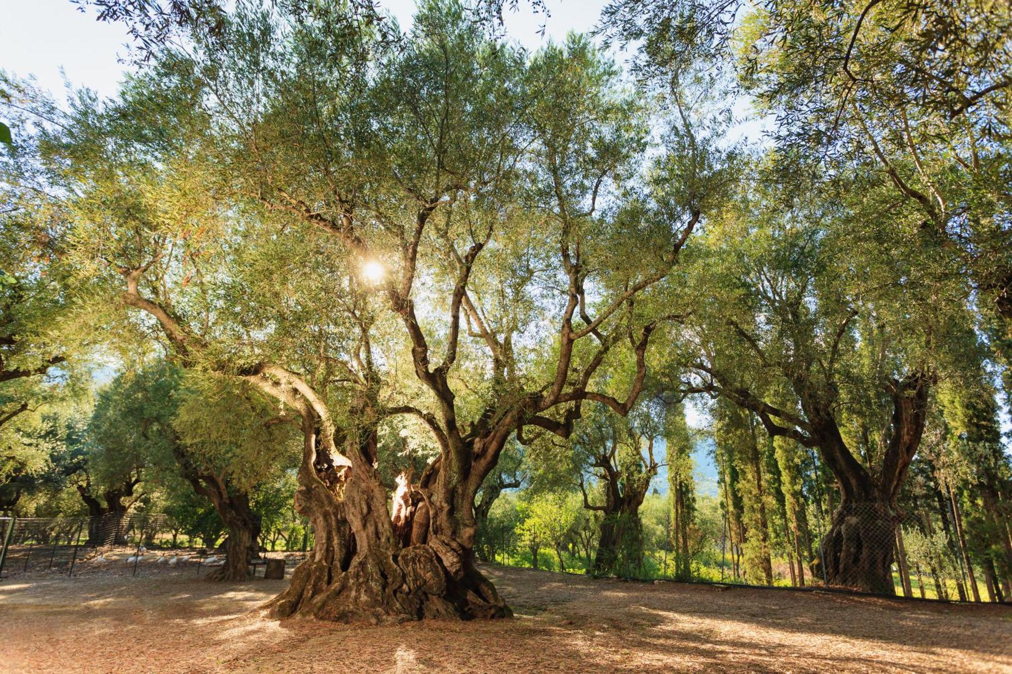 Park 4* Alykes (Zakynthos)
