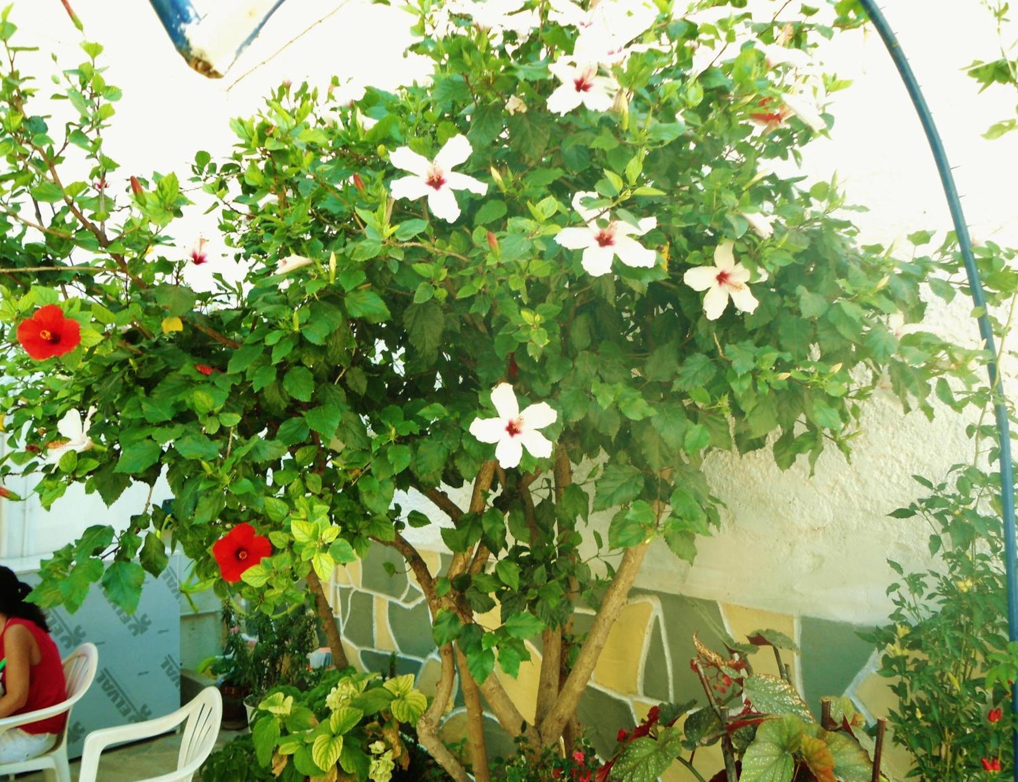 Apartment Apollonia Agia Pelagia (Crete)
