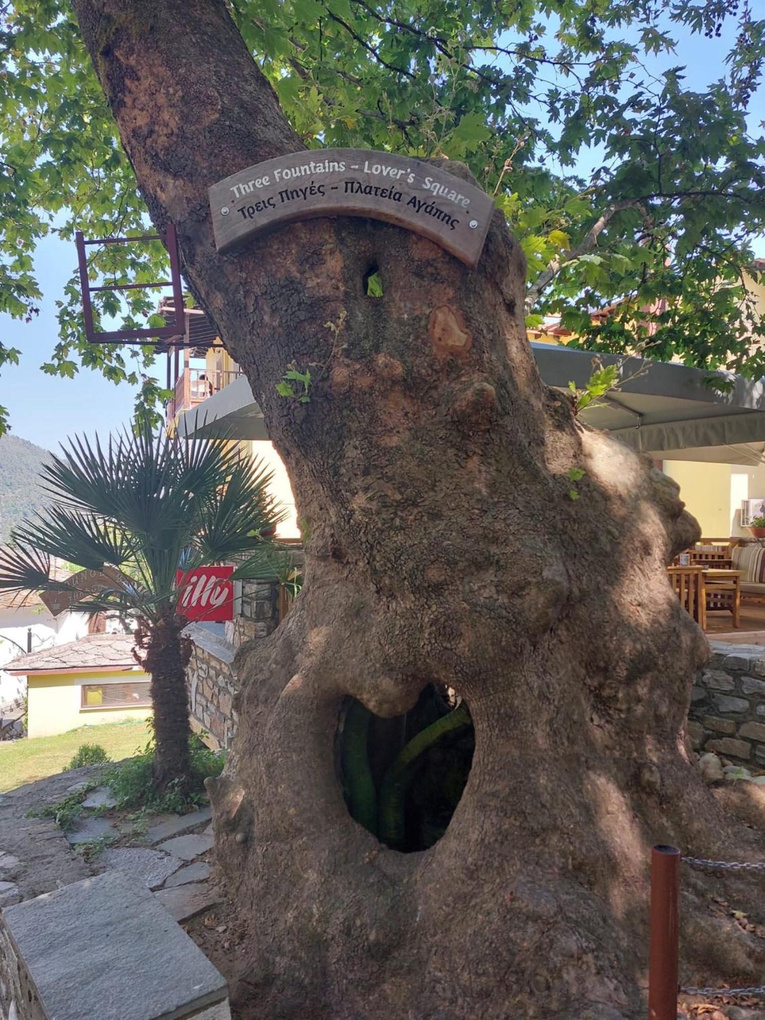 Guest house Amaya Pine