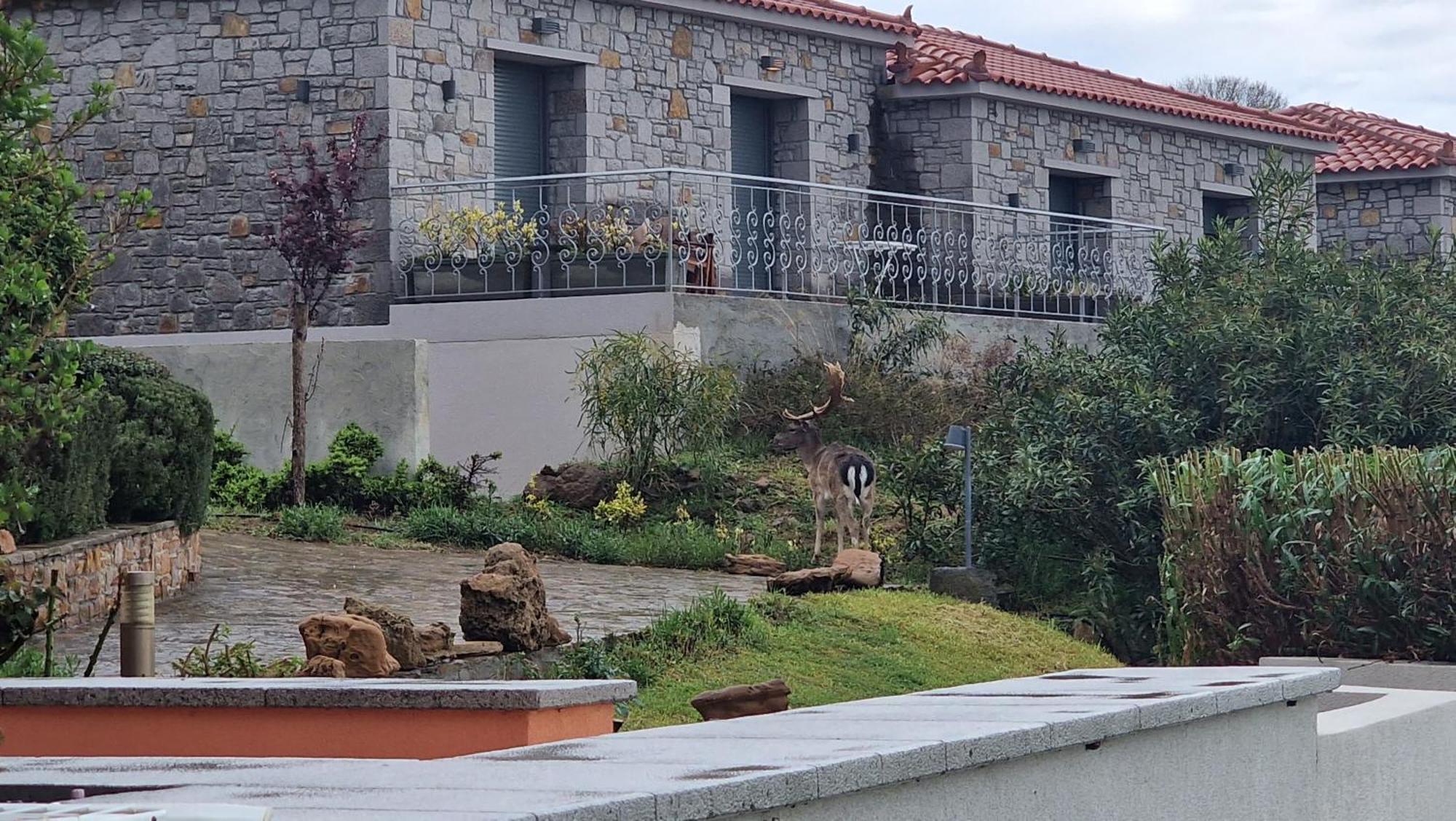 Apartment Amigdalies