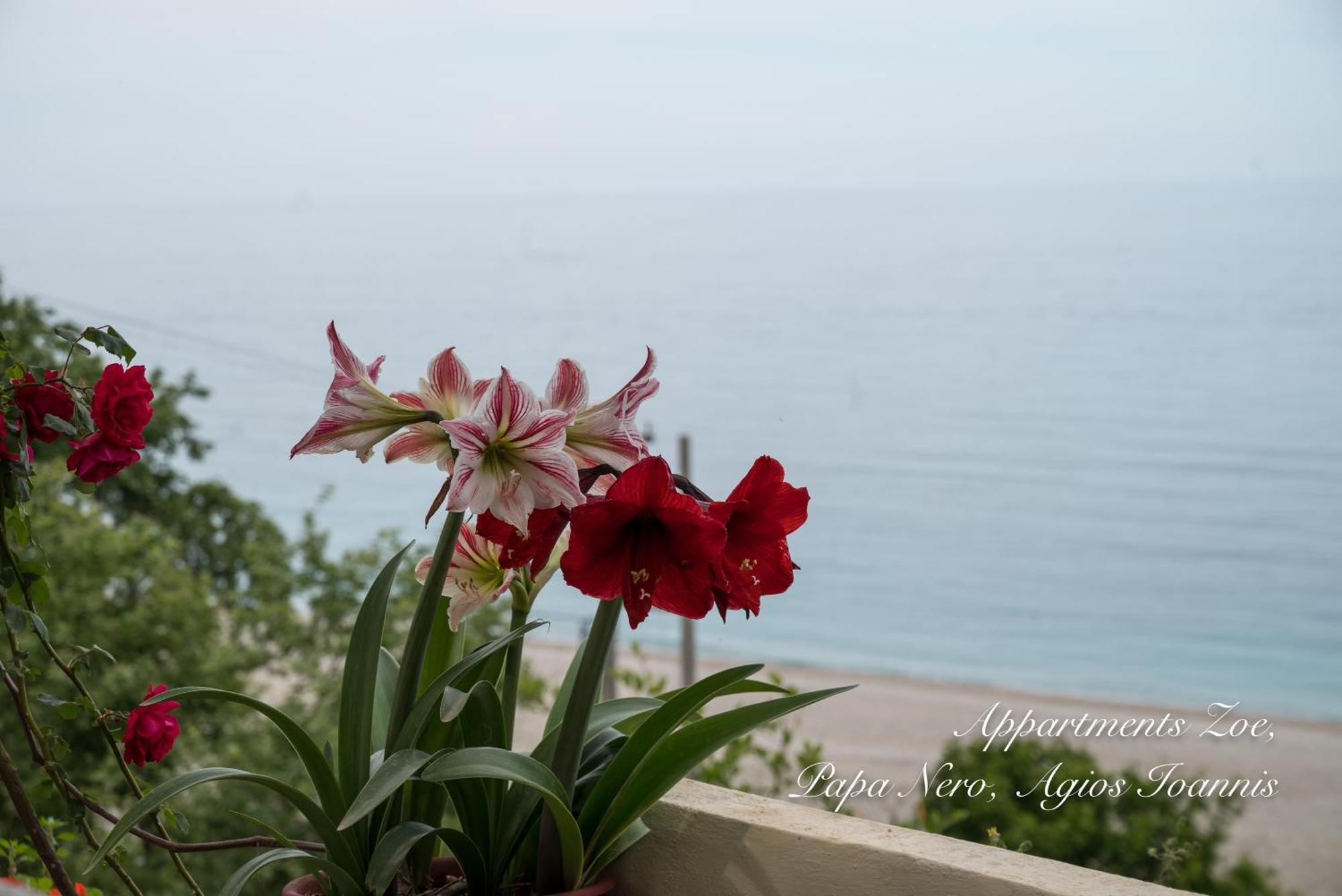 Appartments Zoe Agios Ioannis (Thessaly)