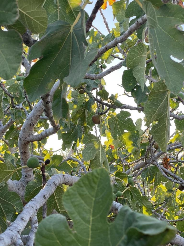 Agapi * Parikia (Paros)