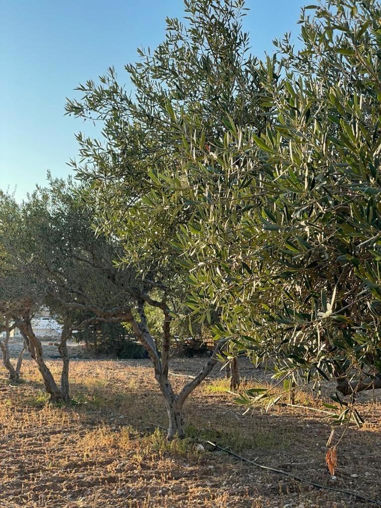 Holiday home Agapi Parikia (Paros)