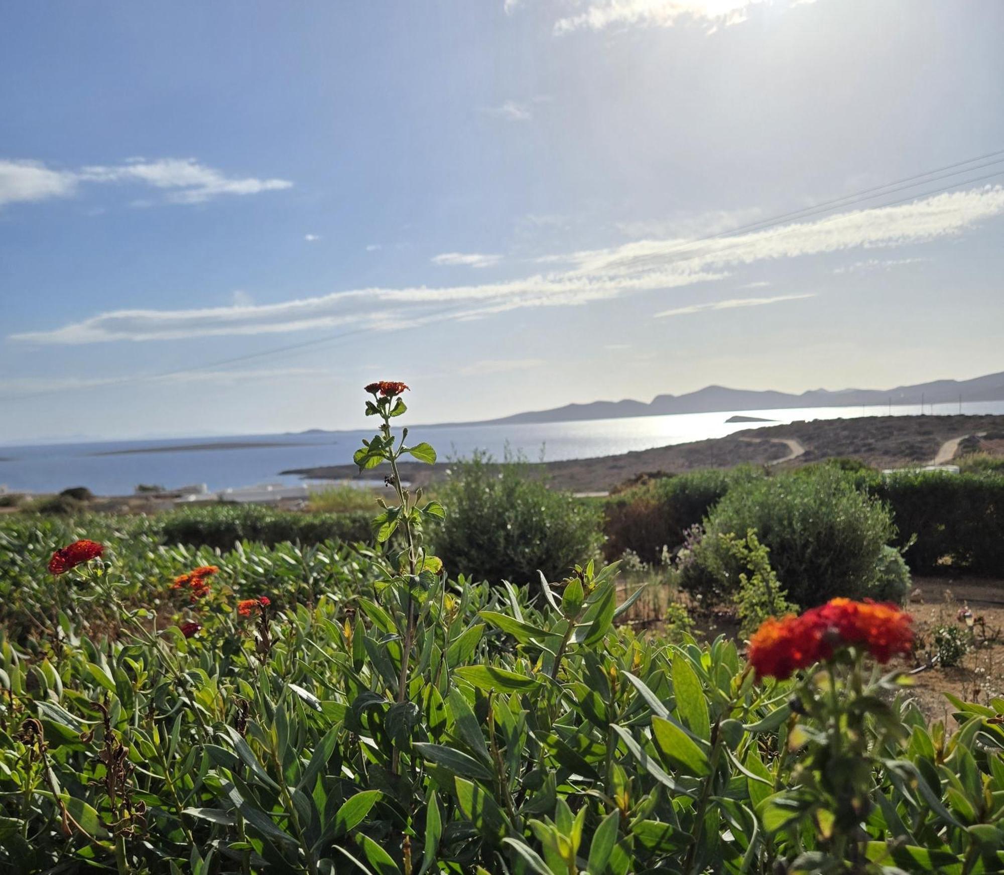 Paros Afrodite Luxury Villa *