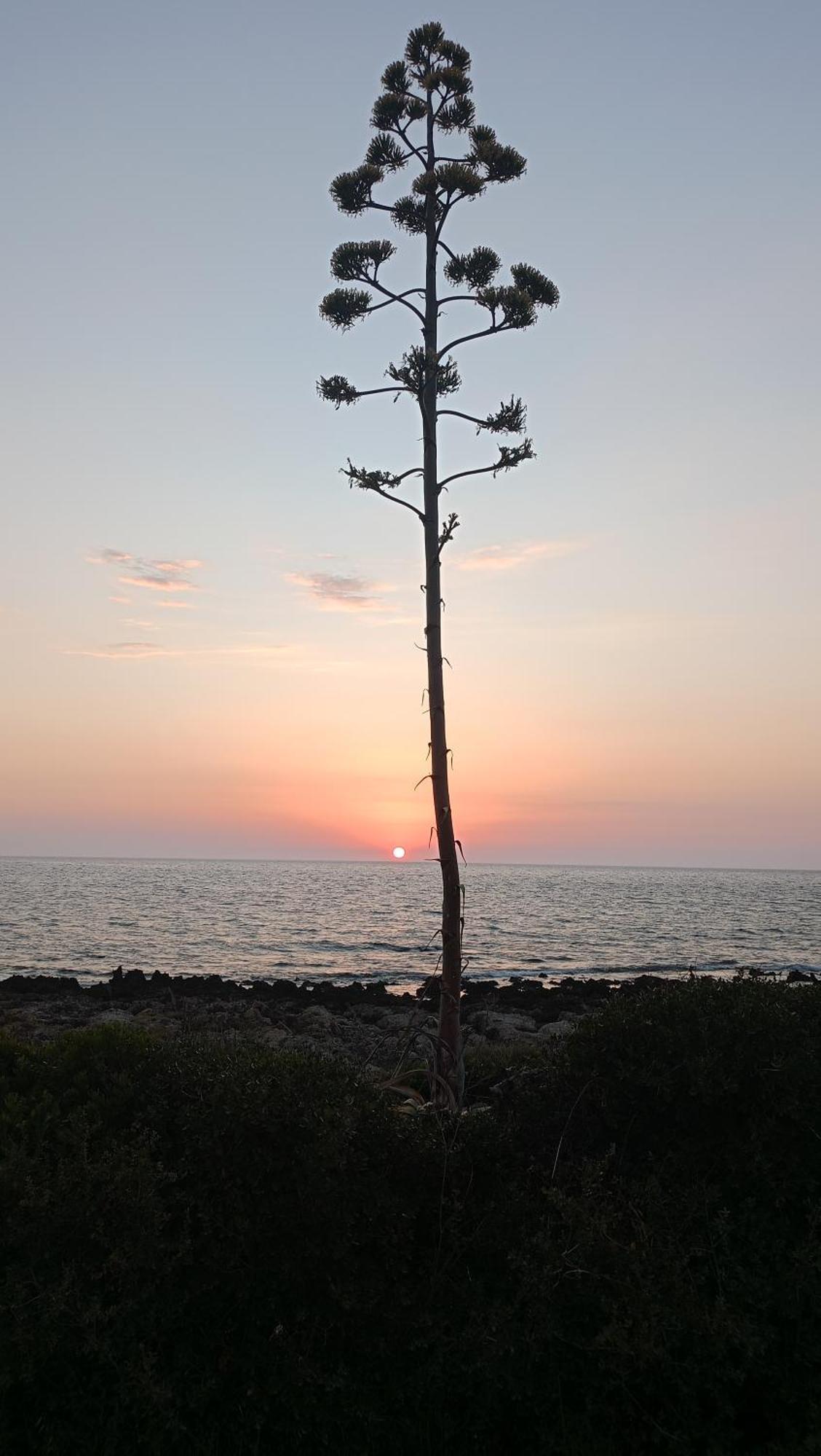 Tzanetos Seaside Kyparissia