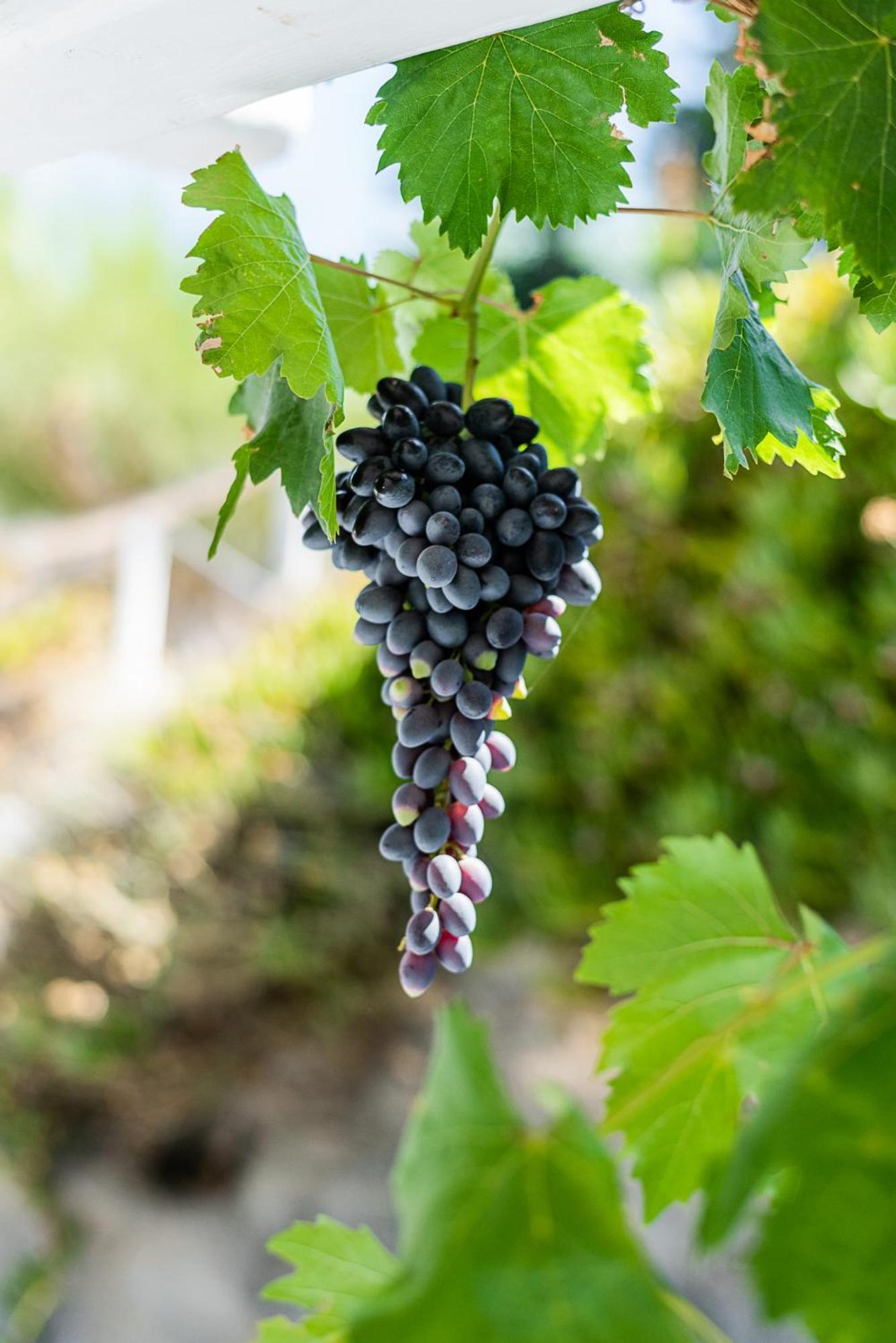 Country house Kostantakis Winery Estate Pollonia