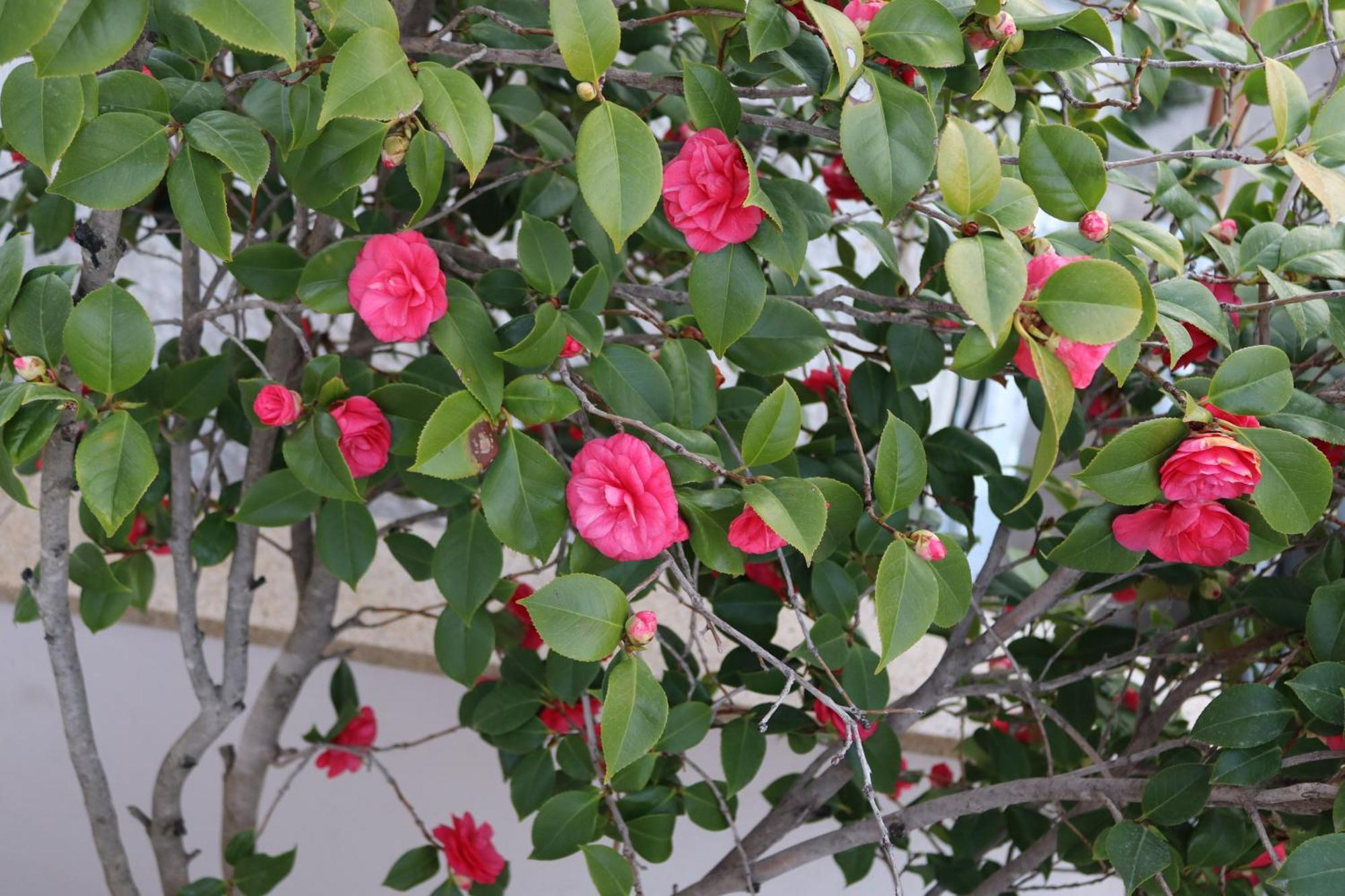 Lovely With Beautiful Garden Apartment Kavala