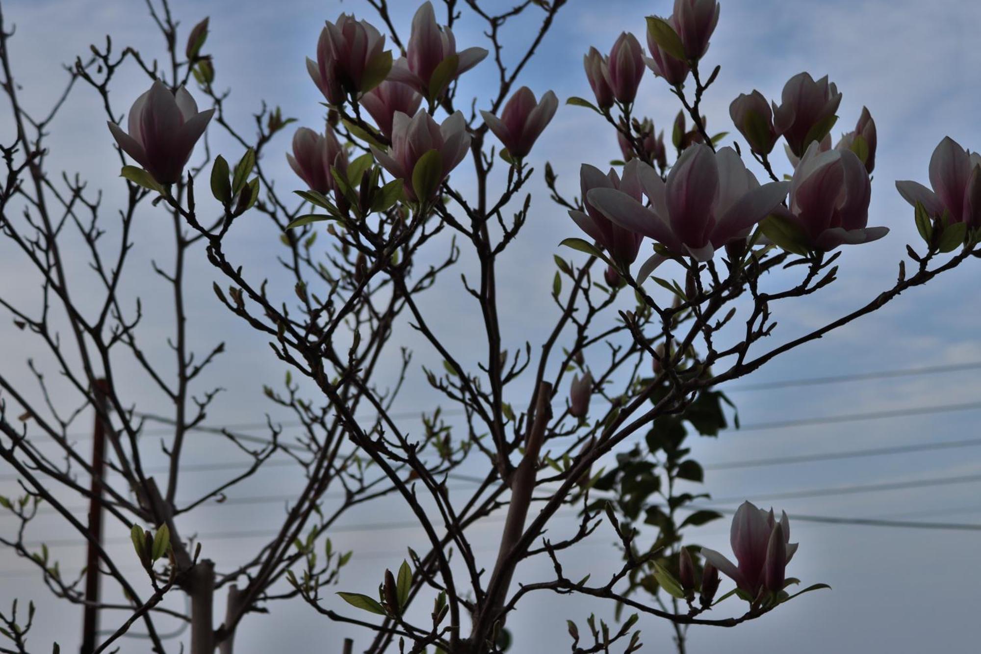 Lovely With Beautiful Garden * Kavala